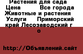 Растения для сада › Цена ­ 200 - Все города Животные и растения » Услуги   . Приморский край,Лесозаводский г. о. 